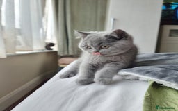 British Shorthair cats for sale: Last 2 Kittens Lilac & Blue Healthy GCCF Pedigree  - Image 7