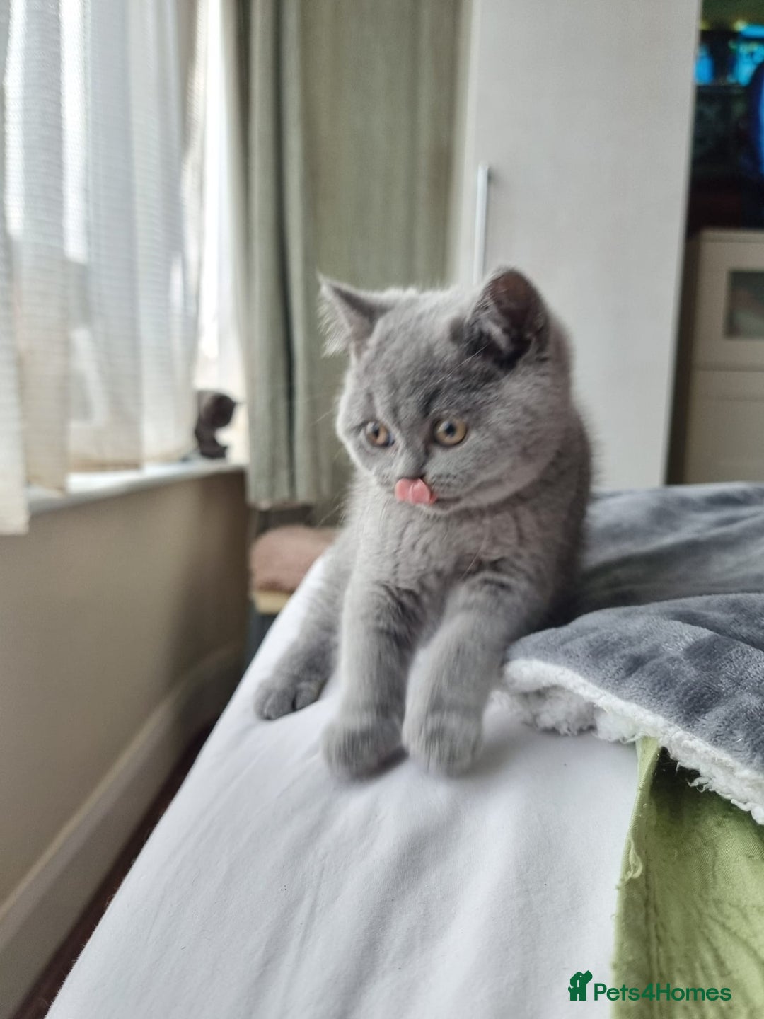 British Shorthair cats for sale: Last 2 Kittens Lilac & Blue Healthy GCCF Pedigree  - Image 7