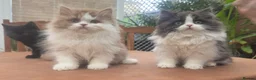 British Longhair cats for sale: British Boys - Advert 12