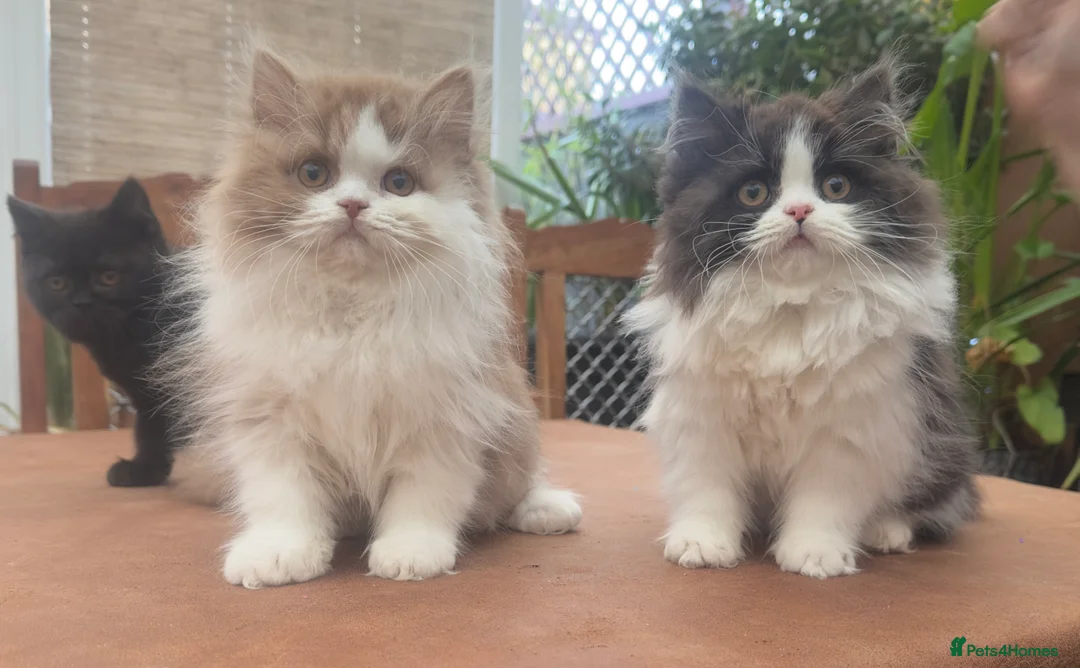 British Longhair cats for sale: British Boys - Advert 12