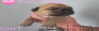 Pink Collar