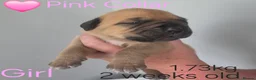 Mixed Breed dogs for sale: Stunning Dogue de Bordeaux / Mastiff puppies - Advert 20