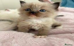 Ragdoll cats for sale: Cherubim Ragdoll Kittens TICA Mink Lynx - Image 9