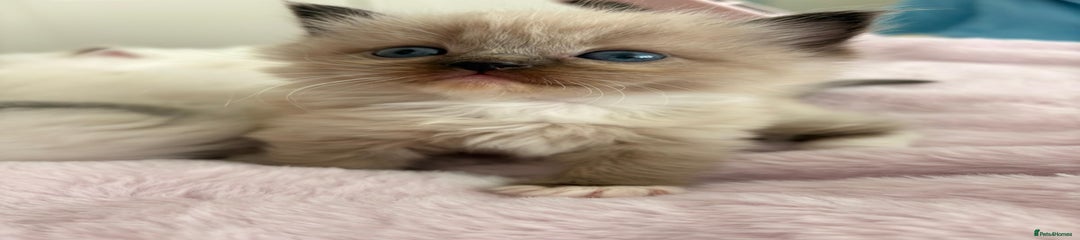 Mittens