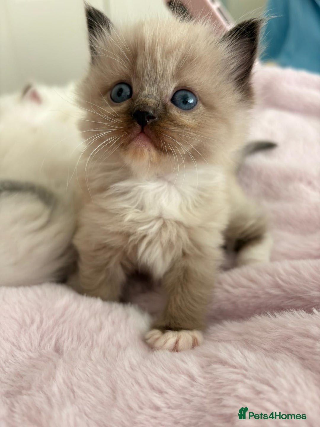Ragdoll cats for sale: Cherubim Ragdoll Kittens TICA Mink Lynx - Image 9