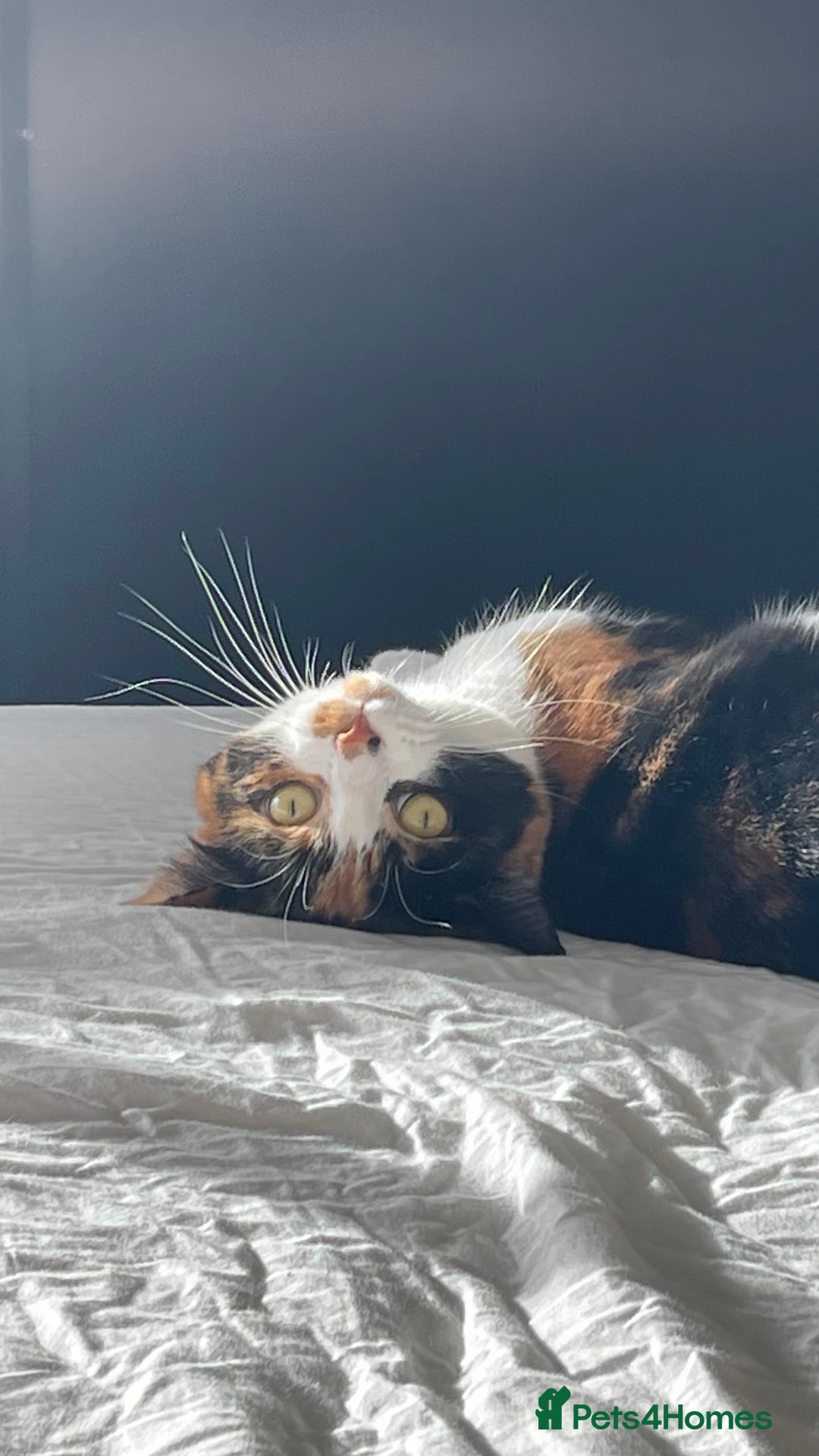 Domestic Shorthair cats for sale: FIONA NEEDS A NEW HOME ASAP - Advert 2