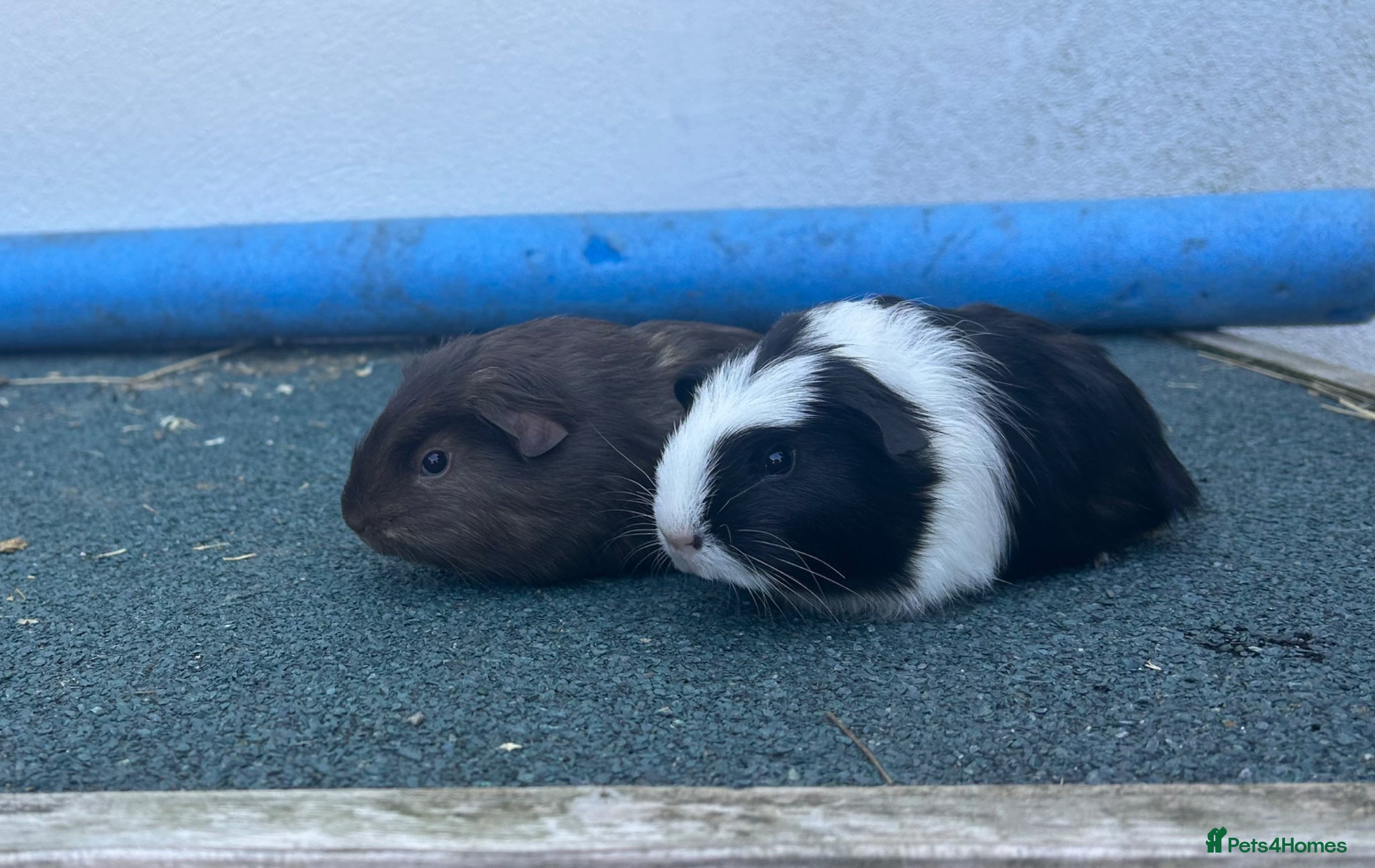 Guinea Pig rodents Boys and girls baby guinea pigs  - Advert 1