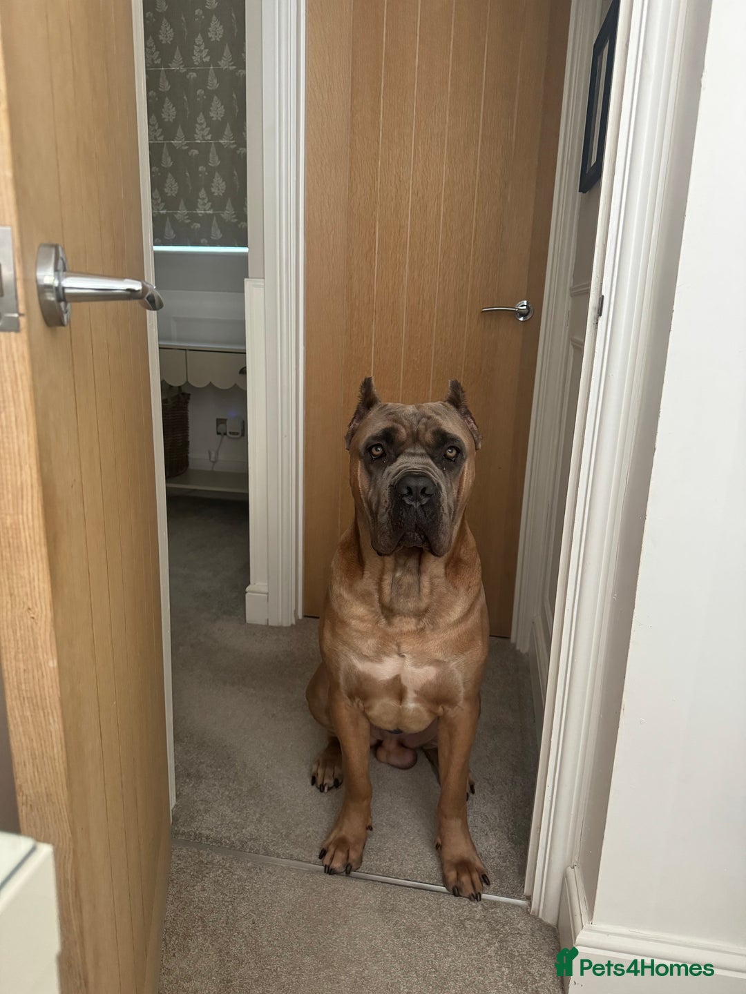 Cane Corso dogs for stud: Cane corso stud - Image 2