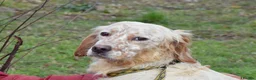 English Setter dogs for adoption: Tao   in Alfreton - Advert 5