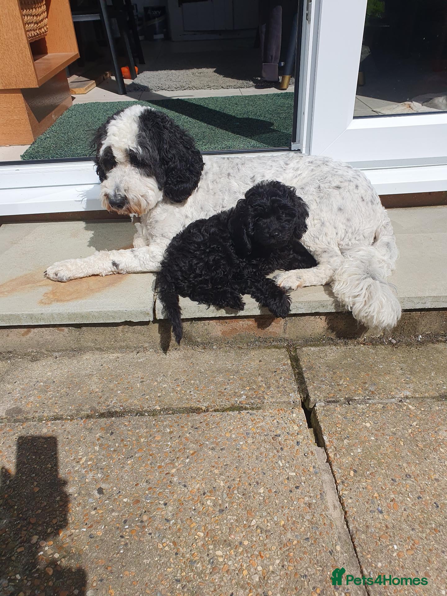 Labradoodle dogs Labradoodle (med) Puppies - Advert 3