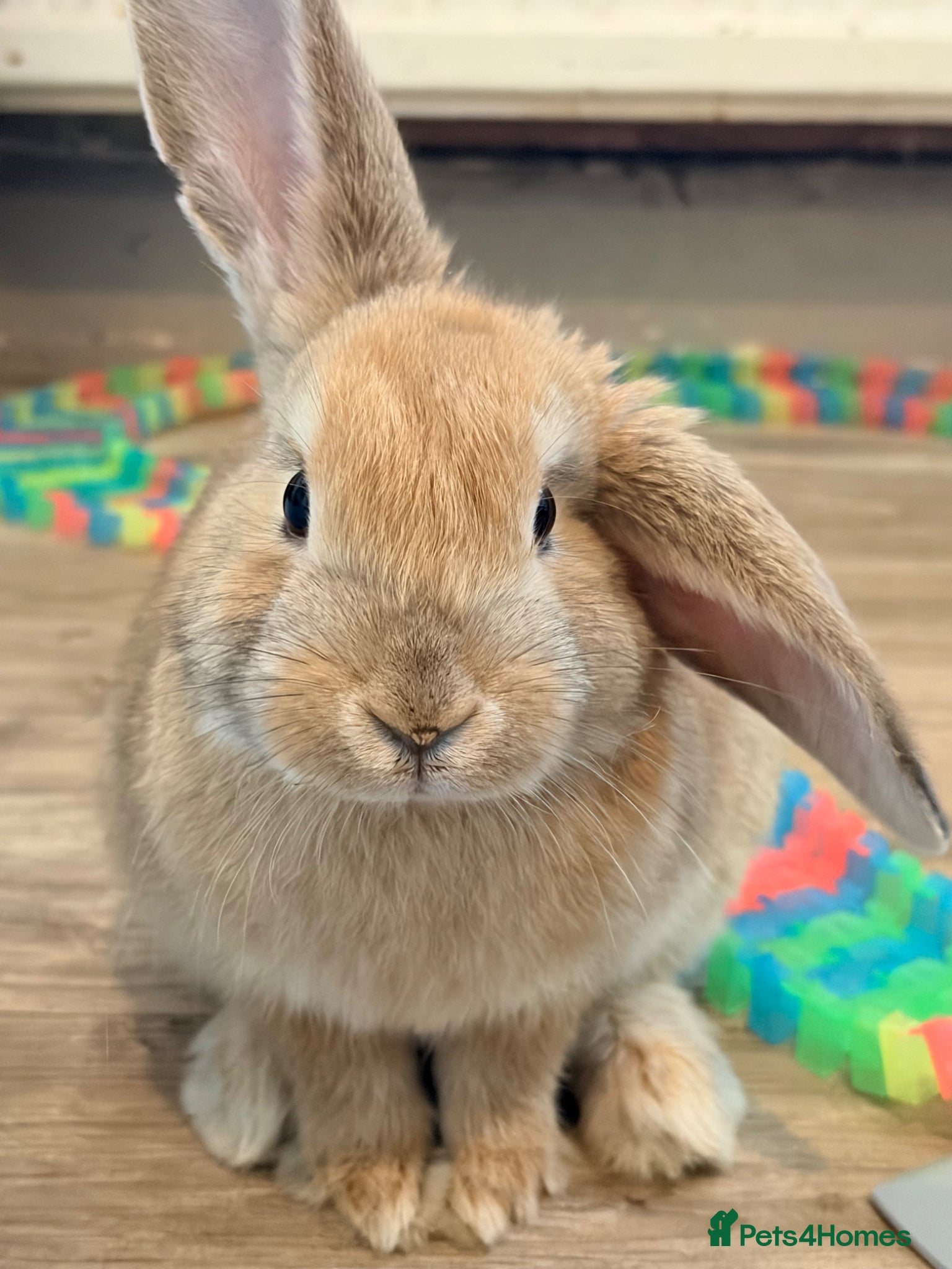 Mini Lop rabbits Female Mini lop  - Advert 1