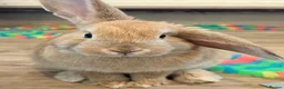 Mini Lop rabbits for sale: Female Mini lop  - Advert 1