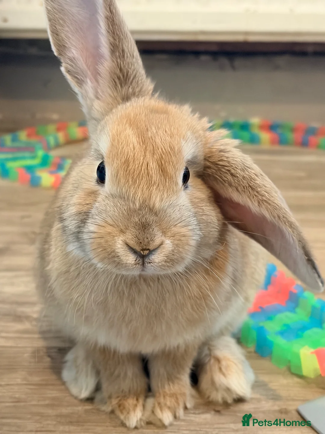 Mini Lop rabbits for sale: Female Mini lop  - Advert 1