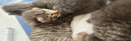 Ragdoll cats for sale: Half ragdoll half bengal kittens ready to reserve  - Advert 4