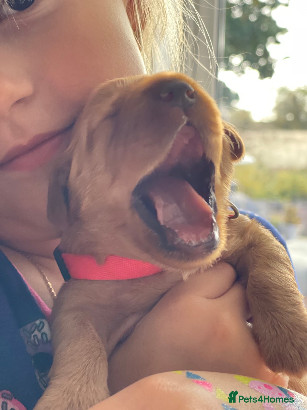 Australian Labradoodle dogs for sale: Australian Labradoodle Puppies F1b - Image 5