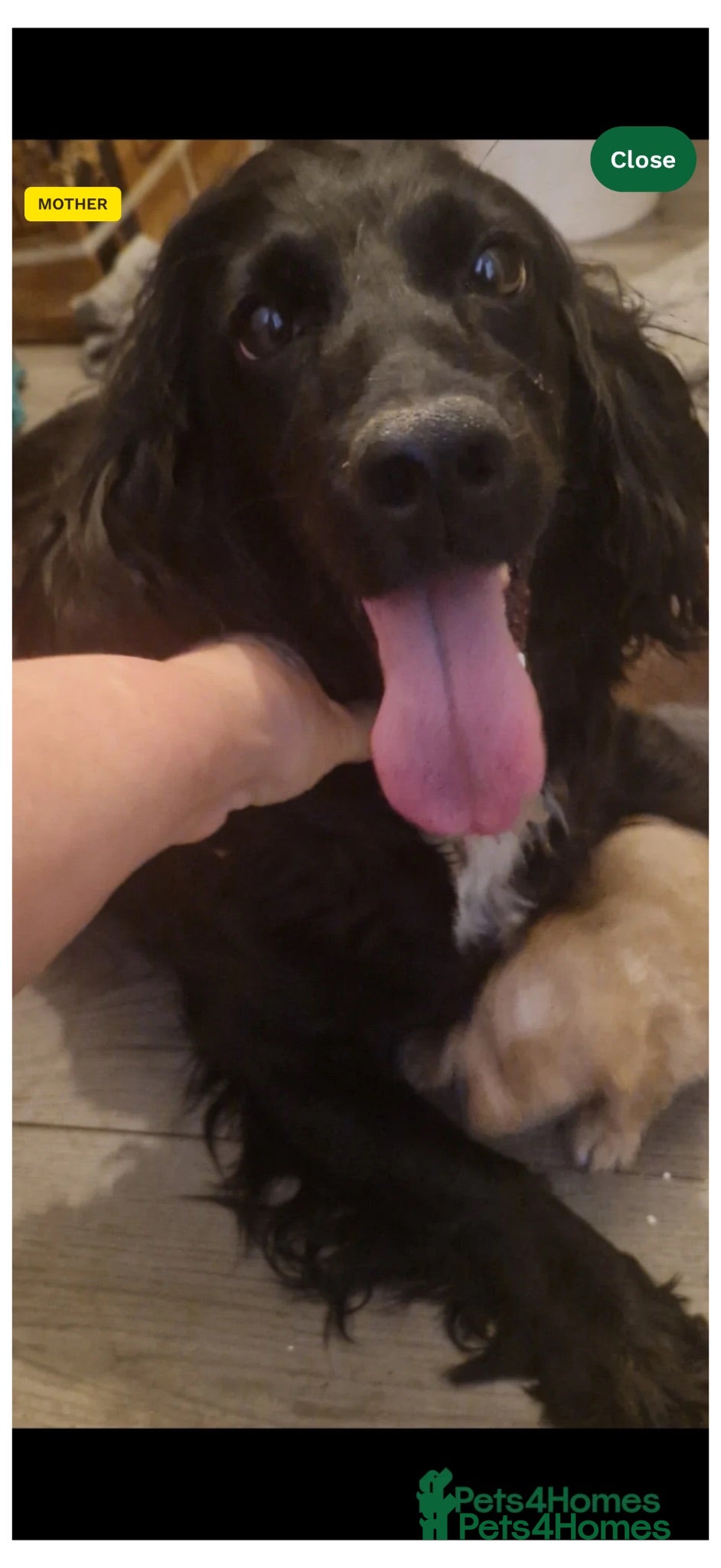 Cockapoo dogs Male cockerpoo - Advert 3