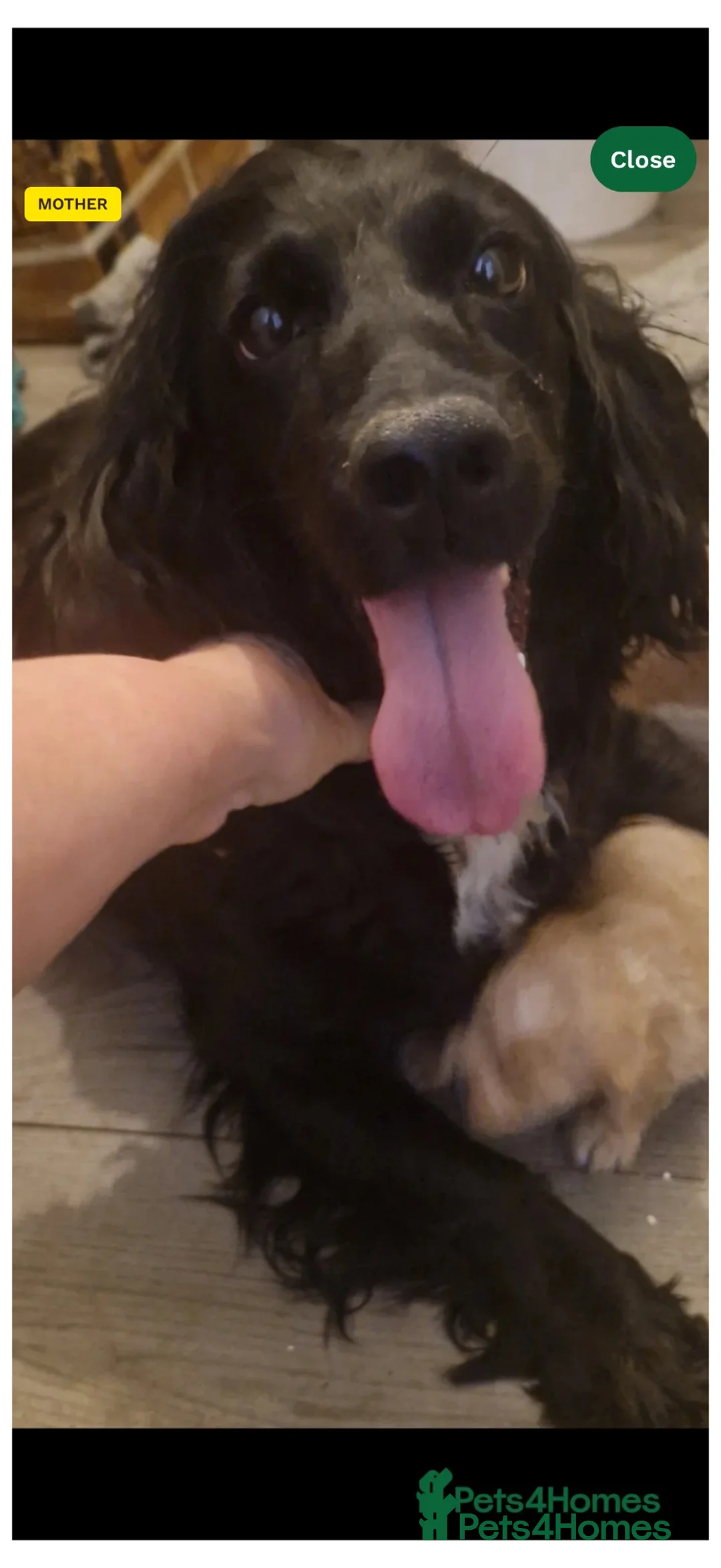Cockapoo dogs for sale: Male cockerpoo in Doncaster - Advert 1