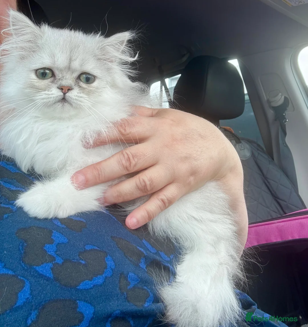 Persian cats for sale: Silver Persian Chinchilla girl  - Advert 5