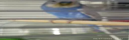 Budgerigars birds for sale: Budgies 1 x male and 2 x babies  - Advert 7