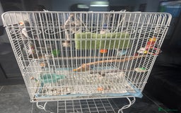 Cockatiels birds for sale: Cockatiel and cage  - Image 3