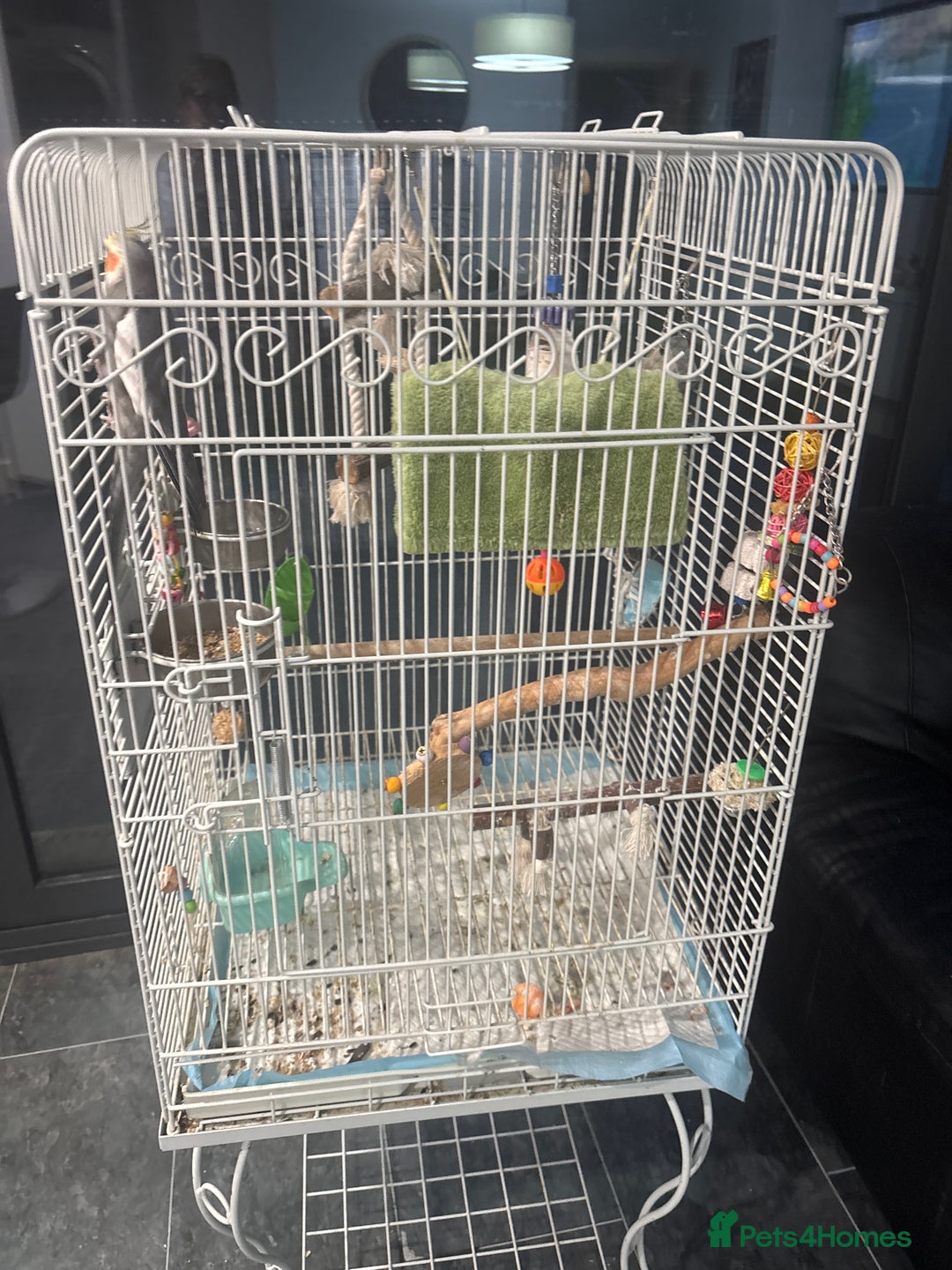 Cockatiels birds for sale: Cockatiel and cage  - Image 3
