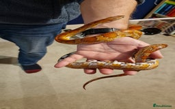 Corn Snake reptiles for sale: 6 yr old corn snake & 4ft Vivarium & accessories  - Advert 1