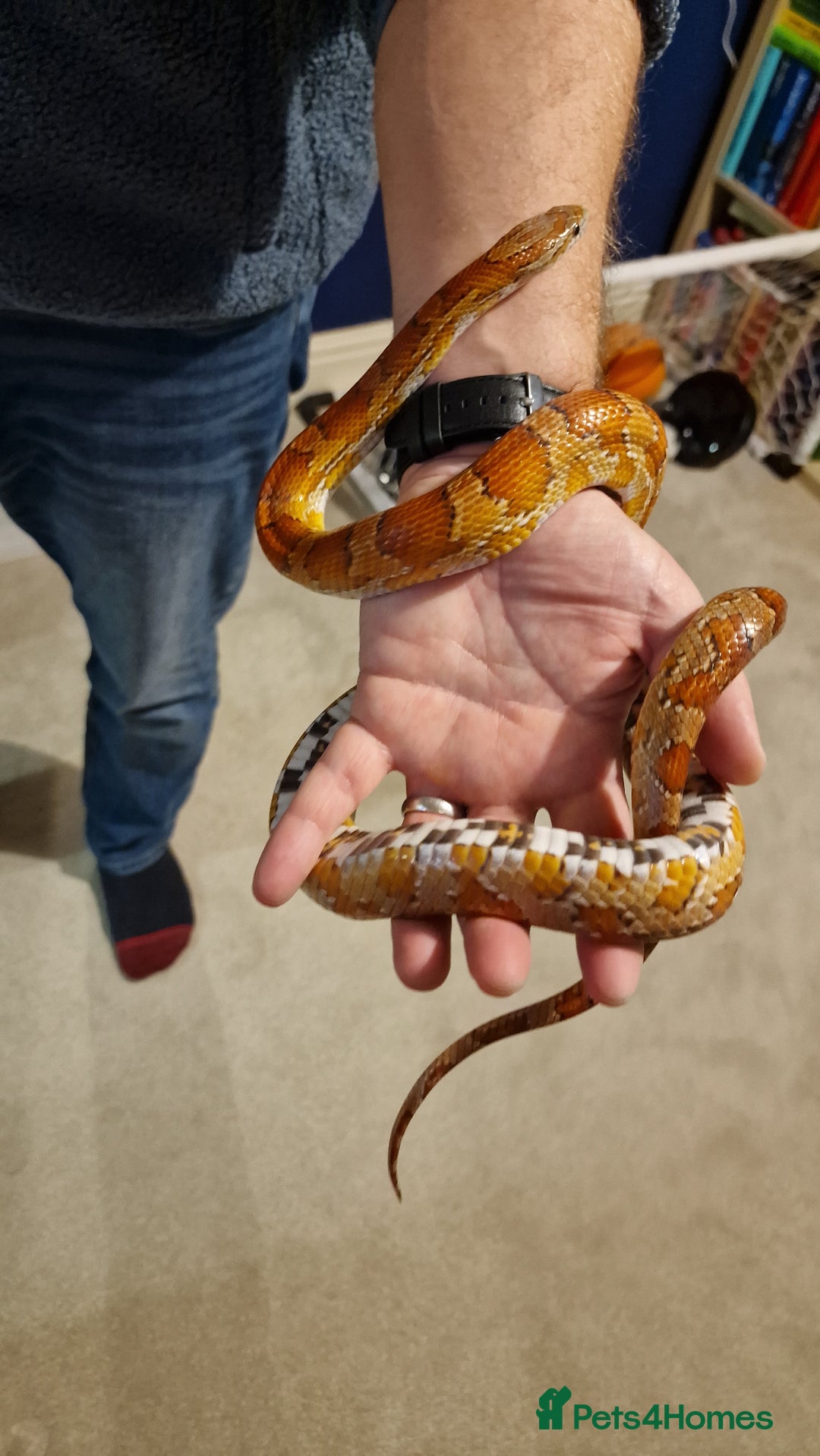 Corn Snake reptiles for sale: 6 yr old corn snake & 4ft Vivarium & accessories  - Advert 1