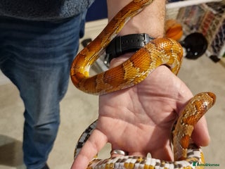 Corn Snake reptiles for sale: 6 yr old corn snake & 4ft Vivarium & accessories - Advert 1