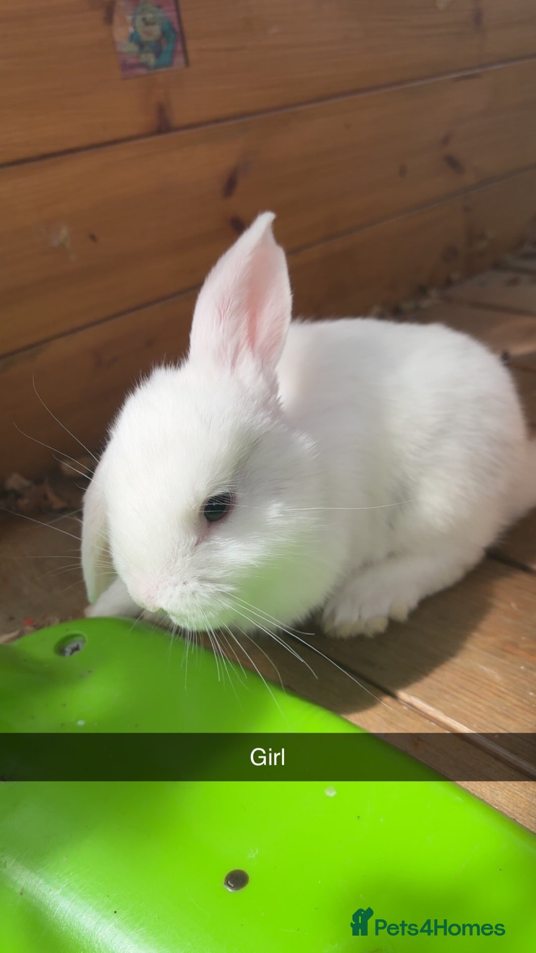Mini Lop rabbits for sale: ❤️❤️Beautiful minilop bubbies for sale ❤️❤️ - Image 8