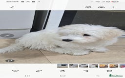 Maltese dogs for sale: Lovely maltese ready to go - Image 12
