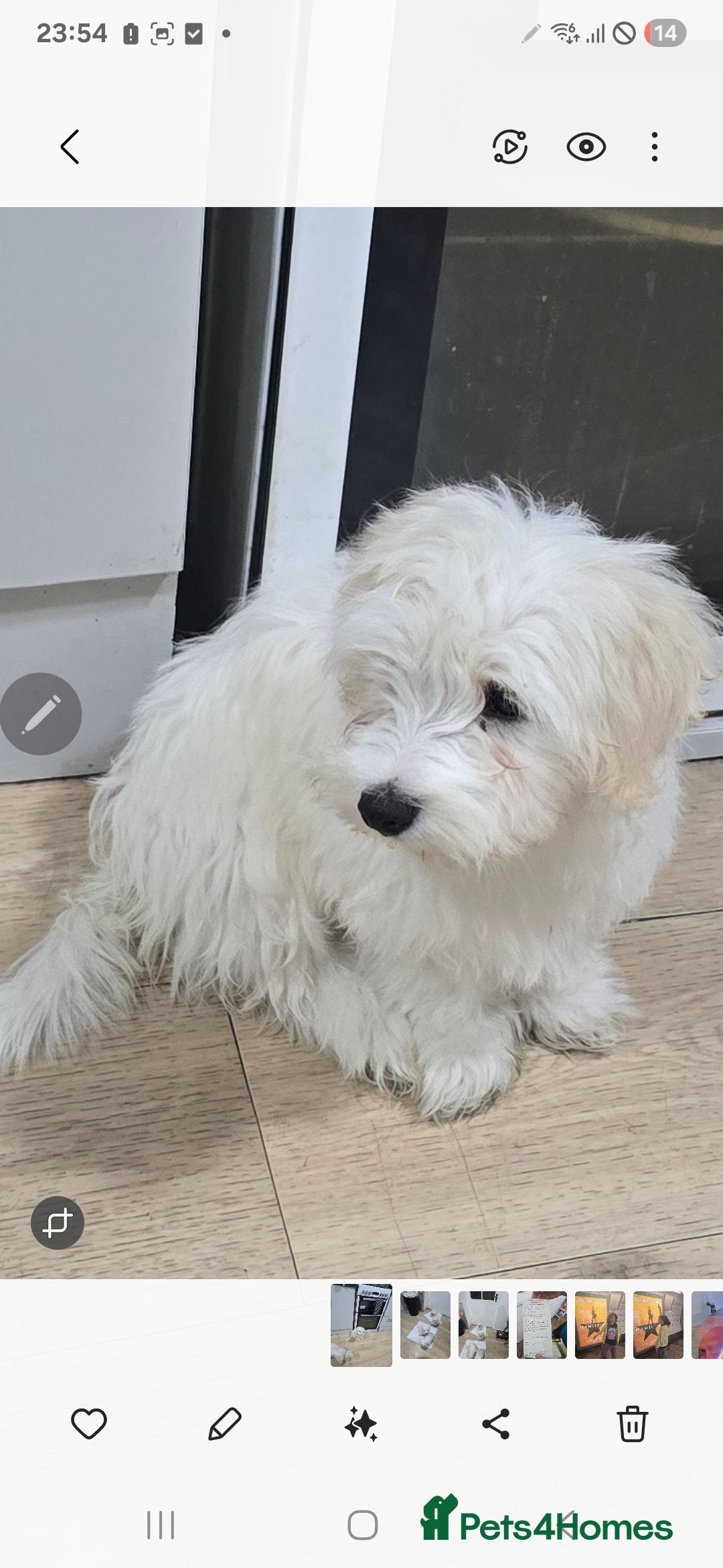 Maltese dogs for sale: Lovely maltese ready to go - Image 12