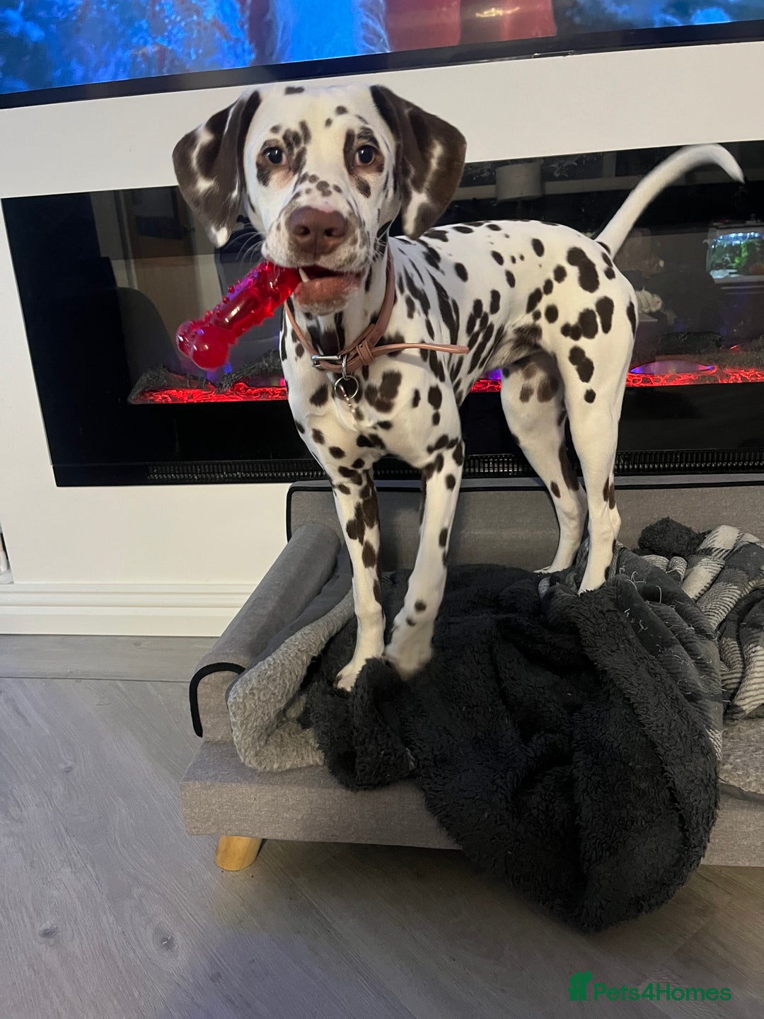 Dalmatian dogs for sale: River  - Advert 4