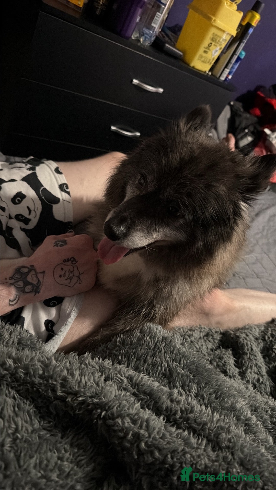 Pomsky dogs Female pomsky 3 years old  - Advert 3