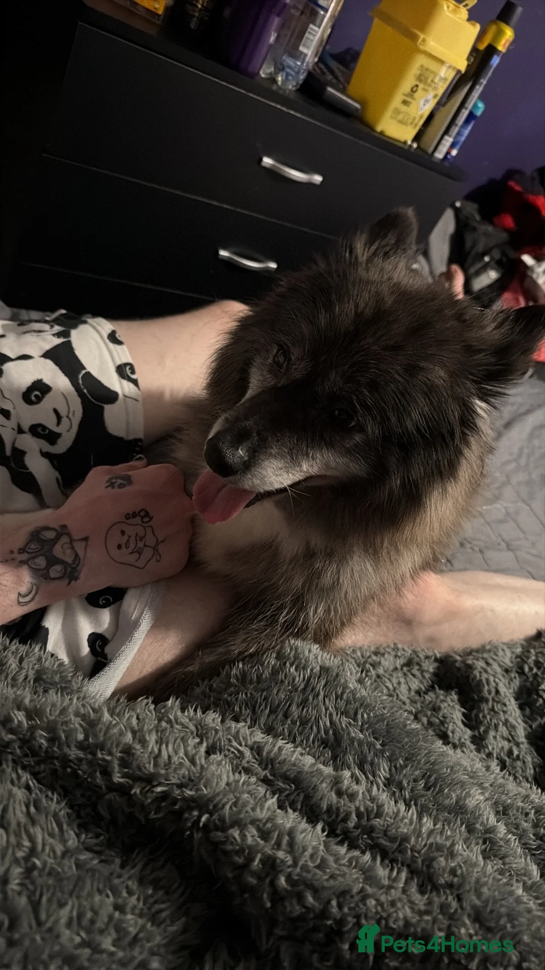 Pomsky dogs for sale: Female pomsky 3 years old  - Advert 1