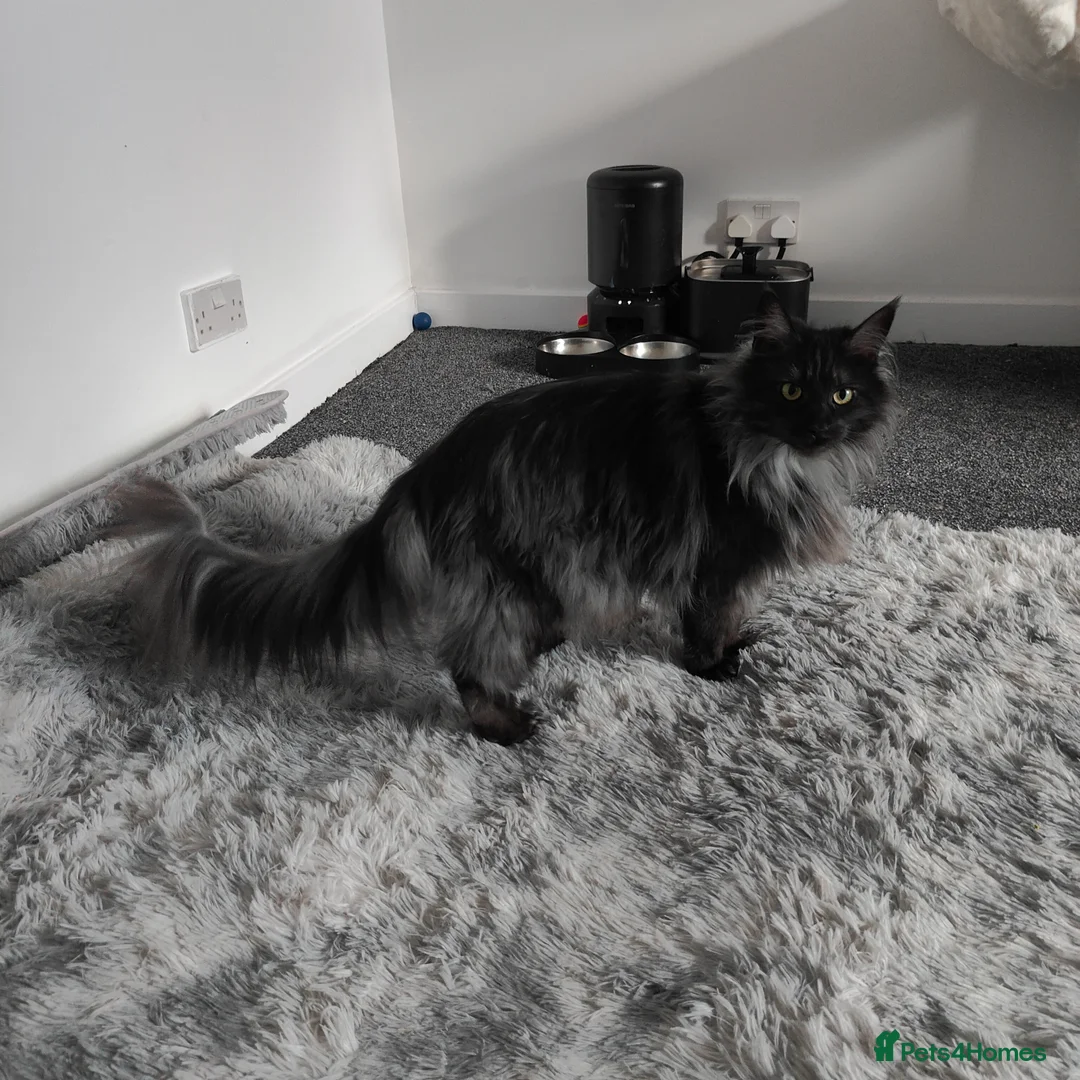 Maine Coon cats for sale: European Mainecoon Cat - Advert 8