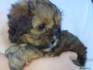 Cavapoo dogs Last 3 beautiful f1b Cavapoo - Advert 1