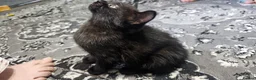 Mixed Breed cats for sale: A beautiful litter of 4 kittens - Advert 27