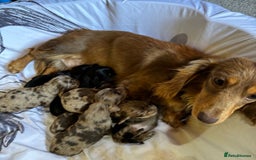 Dachshund dogs for sale: Dachshund long haired miniature - Image 1