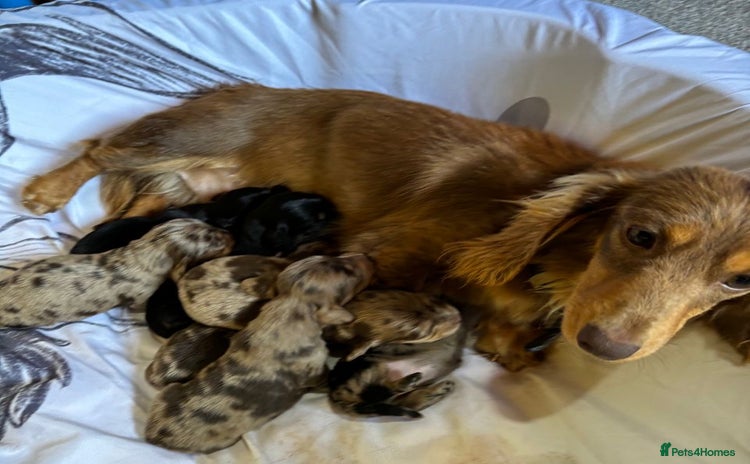 Dachshund dogs - Advert 1