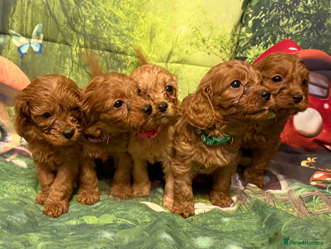 Cavapoo dogs for sale: Lovely litter of F1 Cavapoos - Advert 2