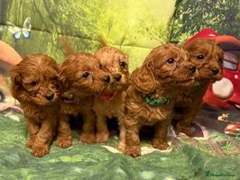 Cavapoo dogs Lovely litter of F1 Cavapoos - Advert 3