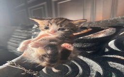 British Shorthair cats for sale: *** Absolutely Stunning Babies**** - Image 9
