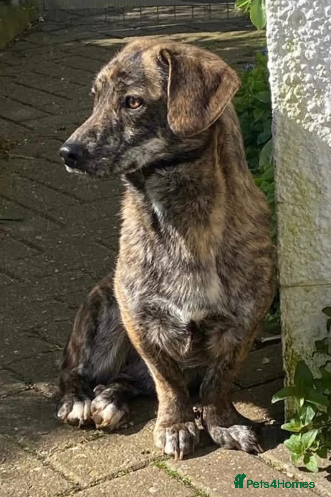 Mixed Breed dogs for adoption: Little Indie is still waiting for a forever home - Advert 2