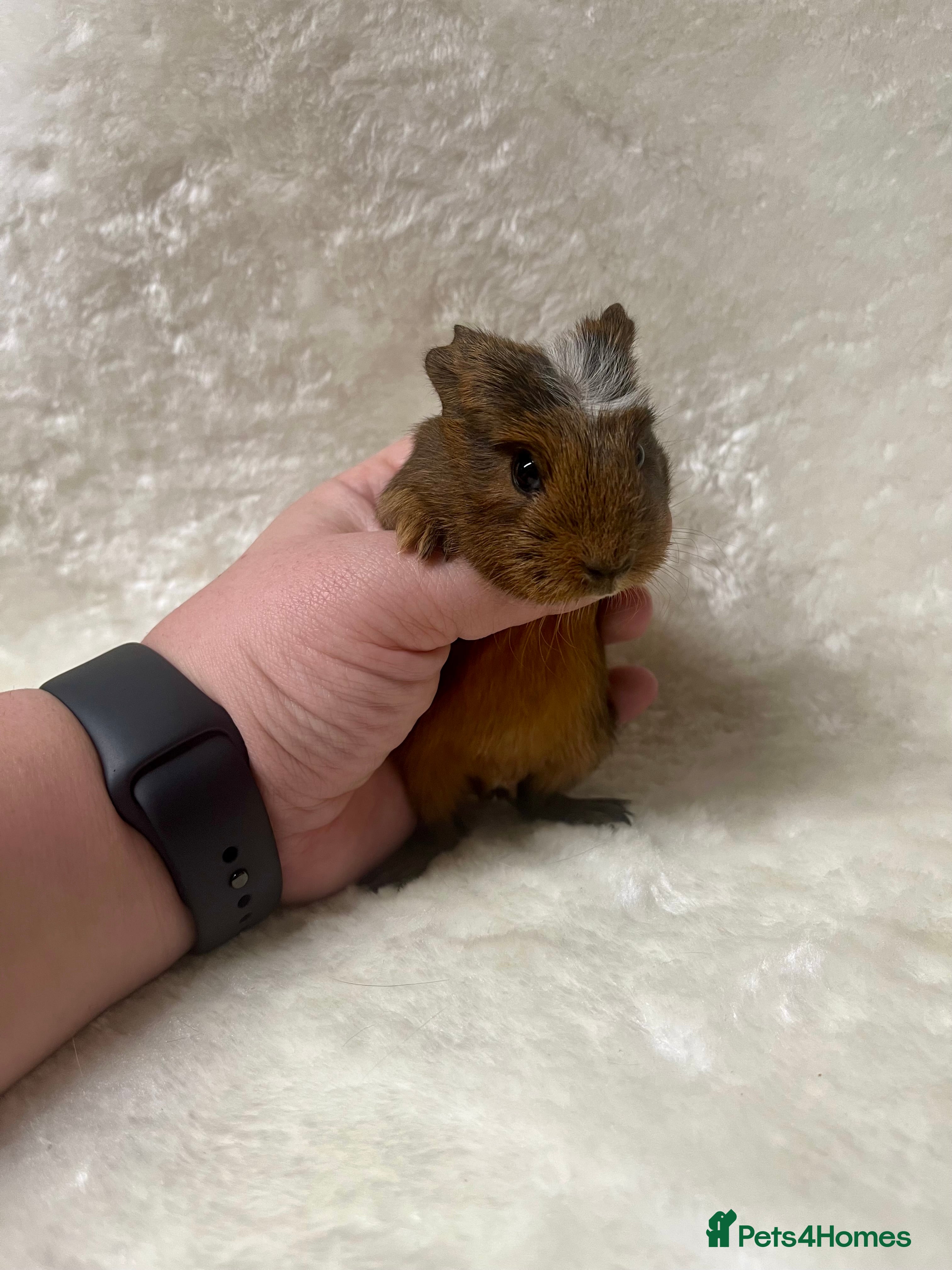Guinea Pig rodents 2 Gorgeous friendly baby boys - Advert 1