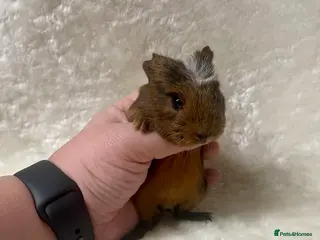 Guinea Pig rodents 2 Gorgeous friendly baby boys - Advert 1