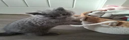 British Shorthair cats for sale: BEAUTIFUL BRITISH SHORTHAIR KITTENS - Advert 22