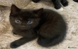 Mixed Breed cats for sale: X Siamese Adorable Kittens (white reserved now) - Image 12