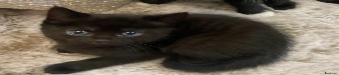 Mixed Breed Kitten 1
