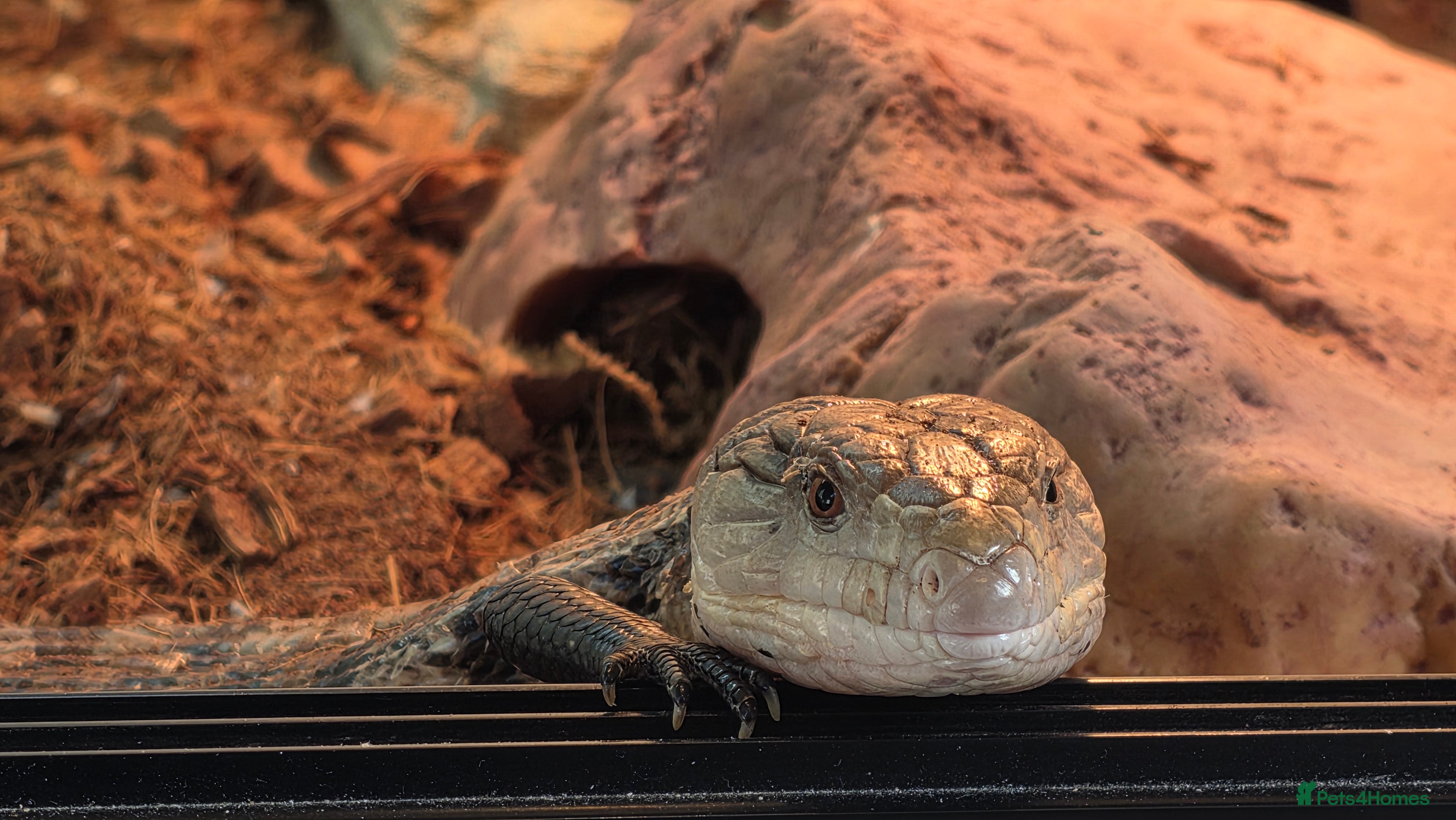 Skink reptiles Blue Tongue Skink - Advert 3