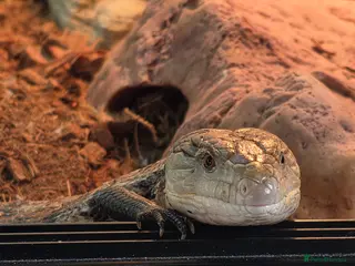 Skink reptiles Blue Tongue Skink - Advert 3